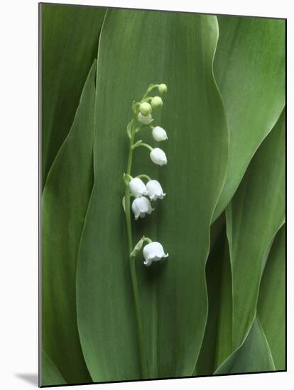 Lily of the Valley Flower Close-up-Anna Miller-Mounted Photographic Print