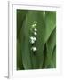 Lily of the Valley Flower Close-up-Anna Miller-Framed Photographic Print