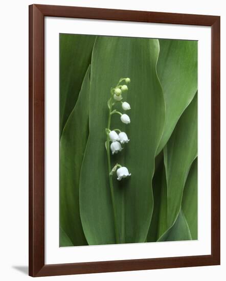 Lily of the Valley Flower Close-up-Anna Miller-Framed Photographic Print