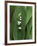 Lily of the Valley Flower Close-up-Anna Miller-Framed Photographic Print