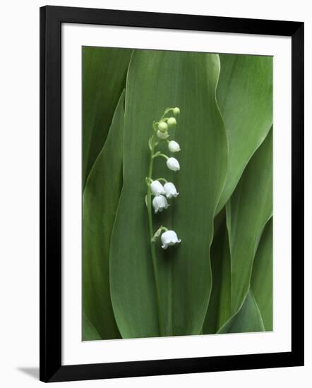 Lily of the Valley Flower Close-up-Anna Miller-Framed Photographic Print