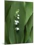 Lily of the Valley Flower Close-up-Anna Miller-Mounted Photographic Print