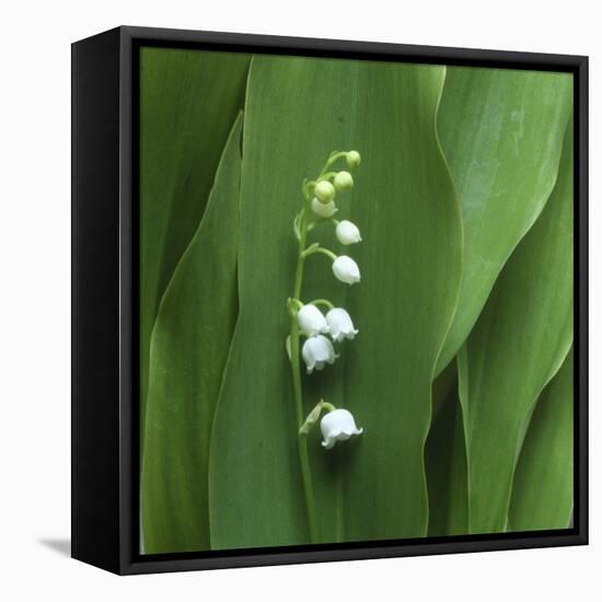 Lily of the Valley Flower Closeup-Anna Miller-Framed Stretched Canvas