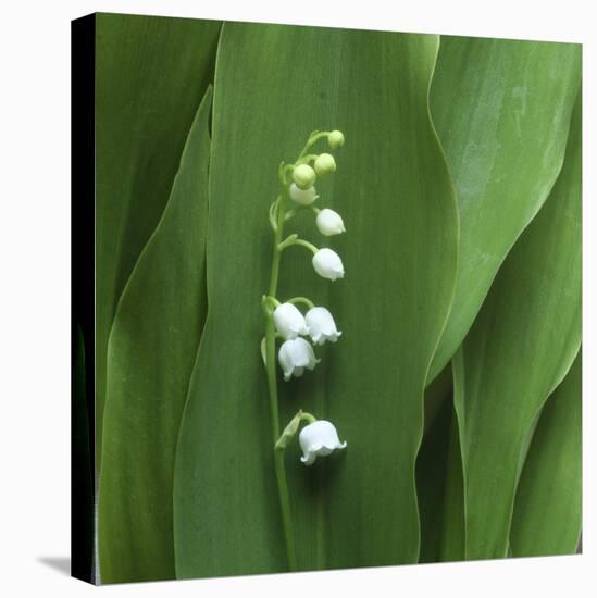 Lily of the Valley Flower Closeup-Anna Miller-Stretched Canvas