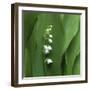 Lily of the Valley Flower Closeup-Anna Miller-Framed Photographic Print
