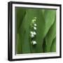 Lily of the Valley Flower Closeup-Anna Miller-Framed Photographic Print