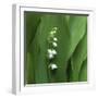 Lily of the Valley Flower Closeup-Anna Miller-Framed Photographic Print