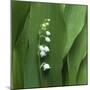 Lily of the Valley Flower Closeup-Anna Miller-Mounted Photographic Print
