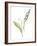 Lily of the Valley I-Sandra Jacobs-Framed Art Print