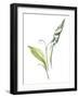 Lily of the Valley I-Sandra Jacobs-Framed Art Print