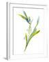 Lily of the Valley II-Sandra Jacobs-Framed Giclee Print
