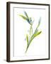 Lily of the Valley II-Sandra Jacobs-Framed Giclee Print