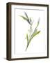 Lily of the Valley II-Sandra Jacobs-Framed Art Print