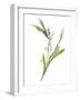 Lily of the Valley II-Sandra Jacobs-Framed Art Print
