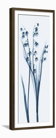 Lily of The Valley in Blue-Albert Koetsier-Framed Premium Giclee Print