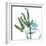 Lily of the Valley Stems-Albert Koetsier-Framed Art Print