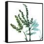 Lily of the Valley Stems-Albert Koetsier-Framed Stretched Canvas