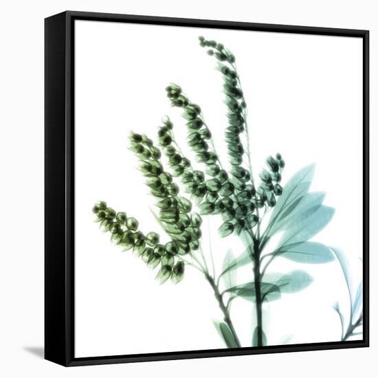 Lily of the Valley Stems-Albert Koetsier-Framed Stretched Canvas