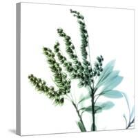 Lily of the Valley Stems-Albert Koetsier-Stretched Canvas