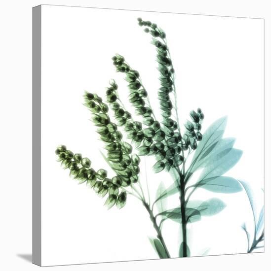 Lily of the Valley Stems-Albert Koetsier-Stretched Canvas