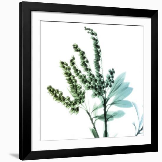 Lily of the Valley Stems-Albert Koetsier-Framed Art Print