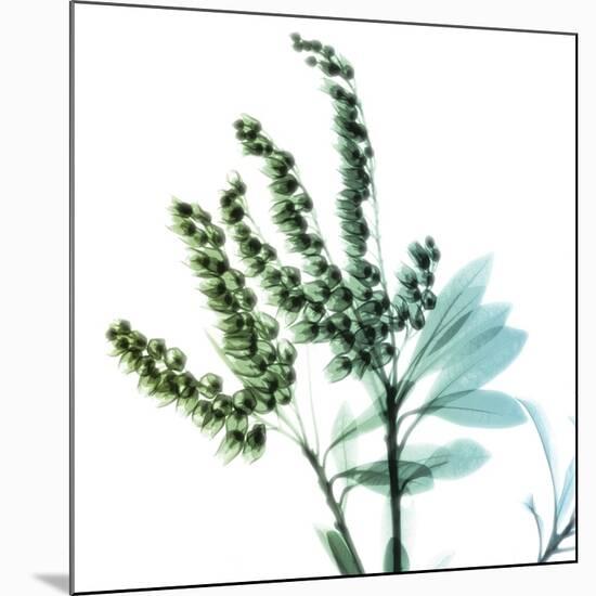 Lily of the Valley Stems-Albert Koetsier-Mounted Art Print