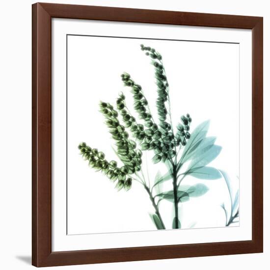 Lily of the Valley Stems-Albert Koetsier-Framed Art Print