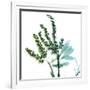 Lily of the Valley Stems-Albert Koetsier-Framed Art Print