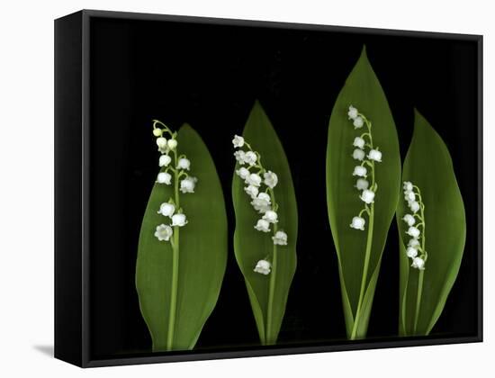 Lily of the Valley Study-Anna Miller-Framed Stretched Canvas