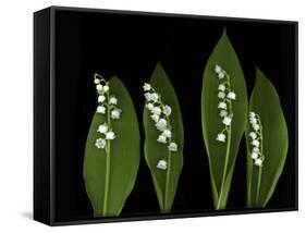 Lily of the Valley Study-Anna Miller-Framed Stretched Canvas