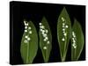 Lily of the Valley Study-Anna Miller-Stretched Canvas