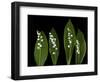 Lily of the Valley Study-Anna Miller-Framed Photographic Print