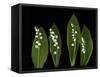 Lily of the Valley Study-Anna Miller-Framed Stretched Canvas