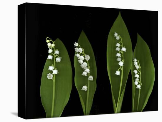 Lily of the Valley Study-Anna Miller-Stretched Canvas