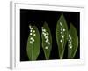 Lily of the Valley Study-Anna Miller-Framed Photographic Print