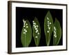 Lily of the Valley Study-Anna Miller-Framed Photographic Print