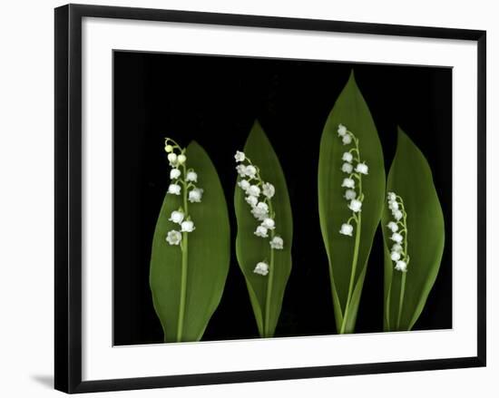 Lily of the Valley Study-Anna Miller-Framed Photographic Print