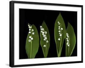 Lily of the Valley Study-Anna Miller-Framed Photographic Print