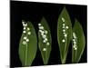 Lily of the Valley Study-Anna Miller-Mounted Photographic Print