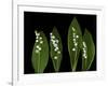 Lily of the Valley Study-Anna Miller-Framed Photographic Print