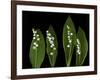 Lily of the Valley Study-Anna Miller-Framed Photographic Print