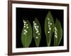 Lily of the Valley Study-Anna Miller-Framed Photographic Print