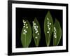 Lily of the Valley Study-Anna Miller-Framed Photographic Print