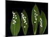 Lily of the Valley Study-Anna Miller-Mounted Photographic Print