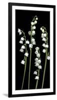 Lily of the Valley Study-Anna Miller-Framed Photographic Print