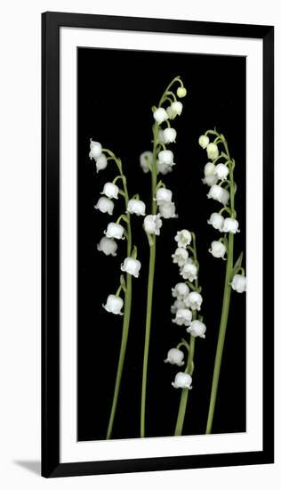 Lily of the Valley Study-Anna Miller-Framed Photographic Print