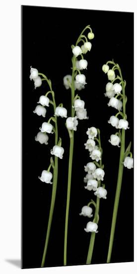 Lily of the Valley Study-Anna Miller-Mounted Photographic Print