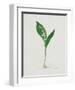 Lily of the Valley-Moritz Michael Daffinger-Framed Collectable Print