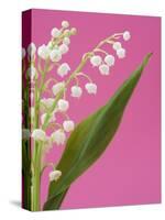 Lily of the valley-Ada Summer-Stretched Canvas