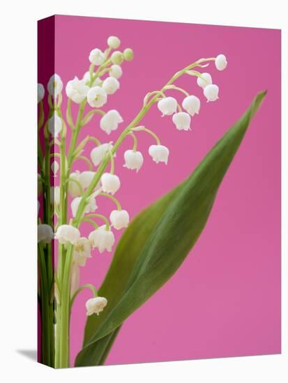 Lily of the valley-Ada Summer-Stretched Canvas